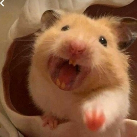 crazyhamster