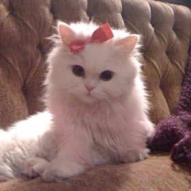 pusssyyycat