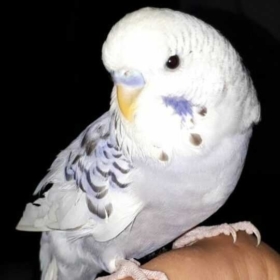 roniiy