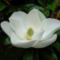 Fatma444