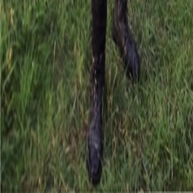 Cecengiller