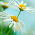 yellowdaisy
