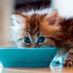 MeowBıdık