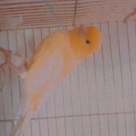A2006S