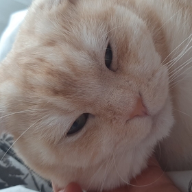 mullisss
