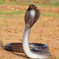 kobracocuk