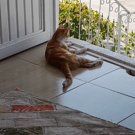 Sudeflndiyolar