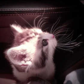 minikitty
