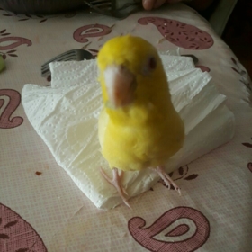fergus