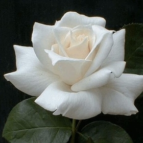 sevimsy