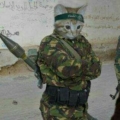 AskerKedi