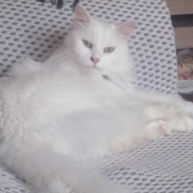 Meowwğ1