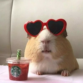 powerpuffpigs