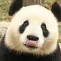 PaNDaDili