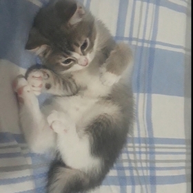 Meraklı_sakat_at_eti
