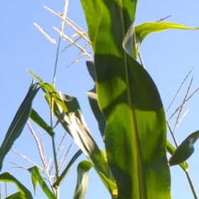 bengeldimillet