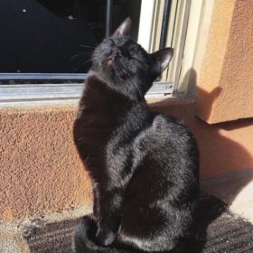 Felatune