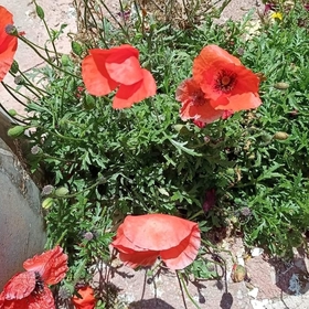 sevgigonca