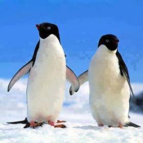 PenguenBey