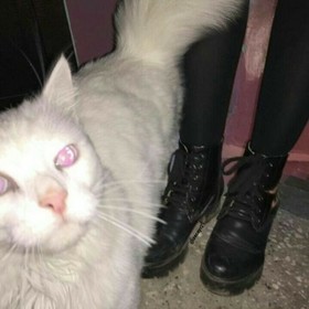 hello_kittyy_