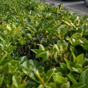 zakir34