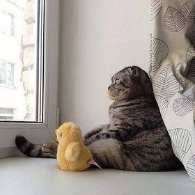 Lil_Tyto