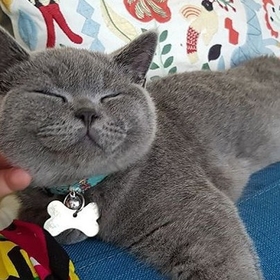 KedininKedisi