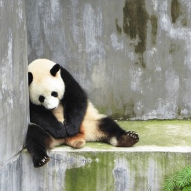 hissizbirpanda1