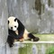 hissizbirpanda1
