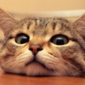 iamacat
