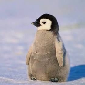YalnizPenguen