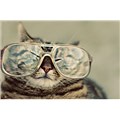 MyCatAteShit