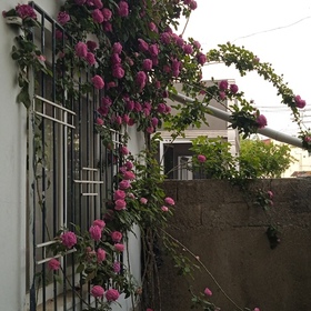 İpekkhvc