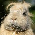 byrookiee