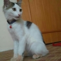 esraalb