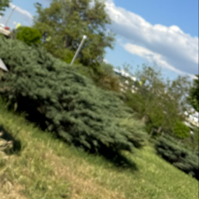 şavlavalra