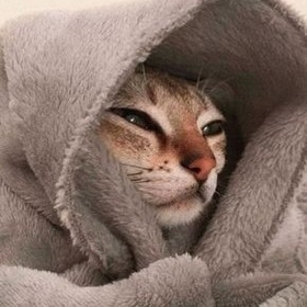 senvuaa