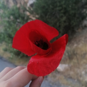 kkırmızııgelıcıkk
