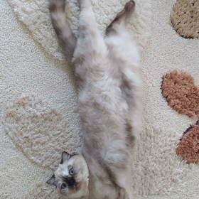 melisipek33