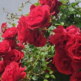 melek_3838njhj
