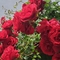 melek_3838njhj