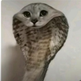 senaaa00