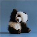 pandanız