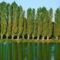 harun_bilgin