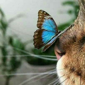 sananebepis