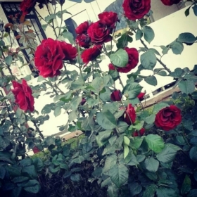 secenelif