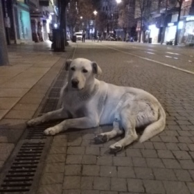 köpekcik