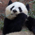 EtçilPanda