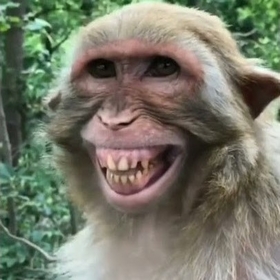 peynirsizpogaca