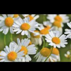NurpapatyA
